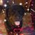 Deb Sanford's profile image