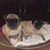 Thelma Murillo's profile image