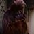 Amanda Shade's profile image