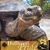 Robin Turtle's profile image