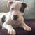 Joley Marrapese-Caldarelli's profile image