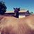 Kendall Brookhart's profile image