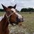 Trisha Petersen Conlon's profile image