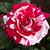 Diane Shineman's profile image