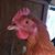 Faith Seemann's profile image