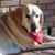 Linda Smurthwaite's profile image