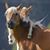 Diane Messick's profile image