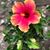 Dedra Fields-Peterson's profile image