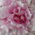 Kim Burt's profile image