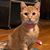Debi Simonton's profile image