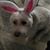 Donna Venturini's profile image
