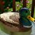 Monica Toia's profile image