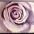 Brenda Strasser Ritchie's profile image
