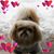 Cecilia Journet's profile image