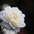Kim Dean Myerscough's profile image