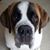 David Dailey's profile image