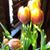 Donna Crouse's profile image