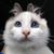 Darren Zhao's profile image