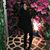 Gina Habbas Safi's profile image