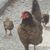 Karen Click's profile image