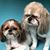 Karilea Rilling Jungel's profile image