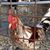 Janet Coniglio's profile image