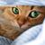 Susie Baker Durrance's profile image