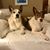 Cindi Rowe-Brobst's profile image