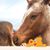 Sharon Young Jones's profile image