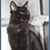 Jo Boehmer's profile image