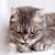 Chih-chun Chen's profile image