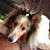 Kim A Chambers's profile image