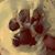 Julie Beavers Linville's profile image