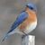 Heidi Perham's profile image