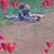 Earlene McDonald Buckland's profile image
