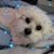 Lana DeGrace's profile image