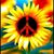 Tammila Weinberg's profile image