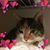 Margaret S. Biehler's profile image