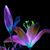 Virginia Karpo's profile image