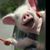 Jeffrey Thomas's profile image