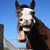 David Hosteter's profile image