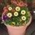 Susan Vitus's profile image