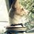 Cocco Nicchi's profile image