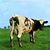 Barton L. Kline's profile image