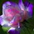 Elisha Lish's profile image