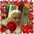 Bridgot Stambaugh Slattery's profile image