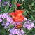 Ruth Hersey's profile image