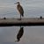 Bill Naron's profile image
