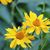 Ruth Lemay's profile image