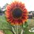 Christy Odrowski's profile image